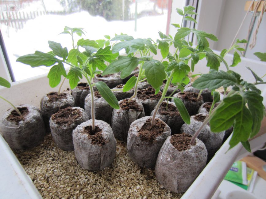 Adult seedlings before planting in the ground