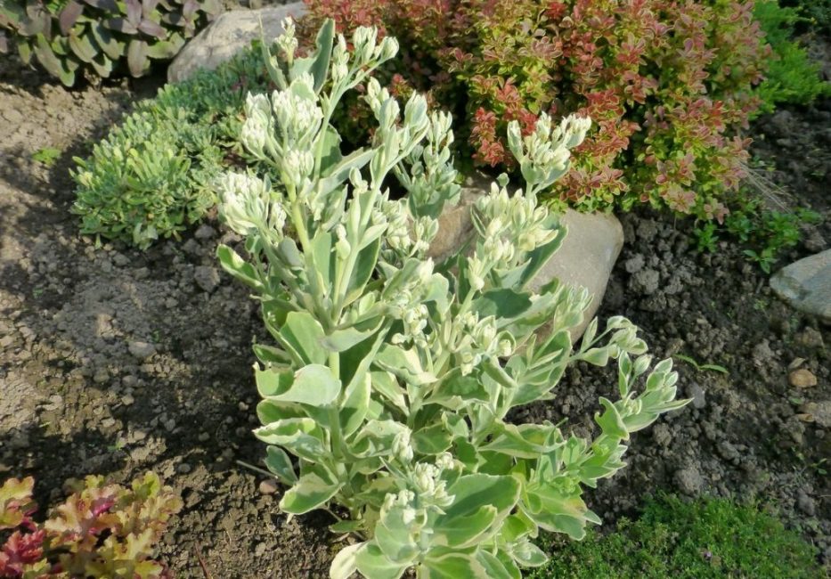 Stonecrop red dotted