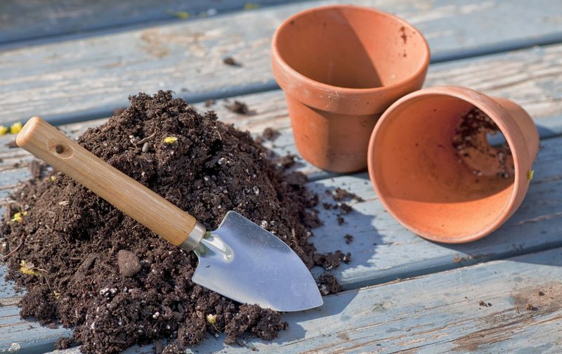 O solo para a planta deve ser leve e solto.