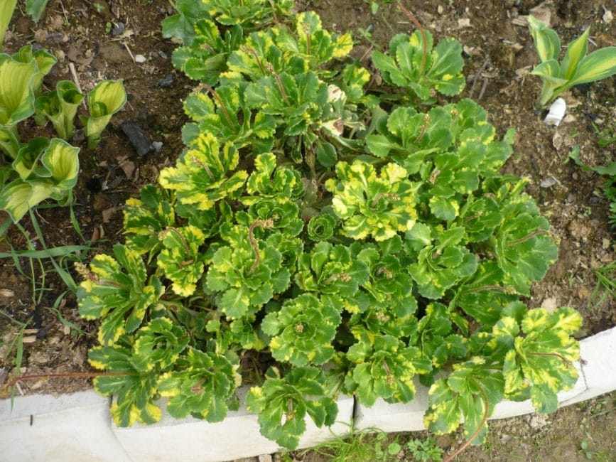 Saxifrage Shadow Variegata