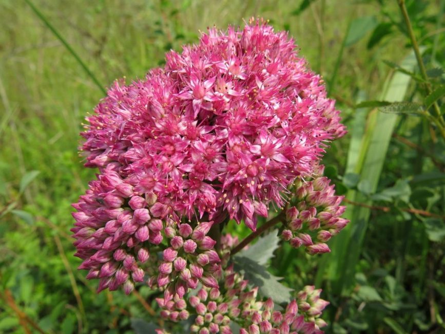 Stonecrop Purple