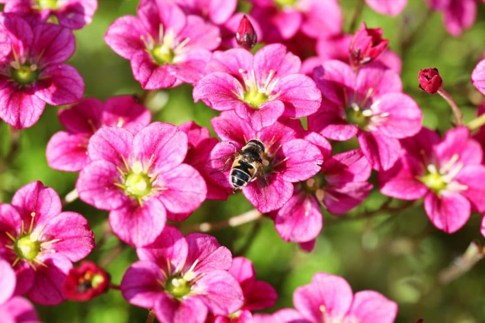 Saxifraga Arendsa saxifrage