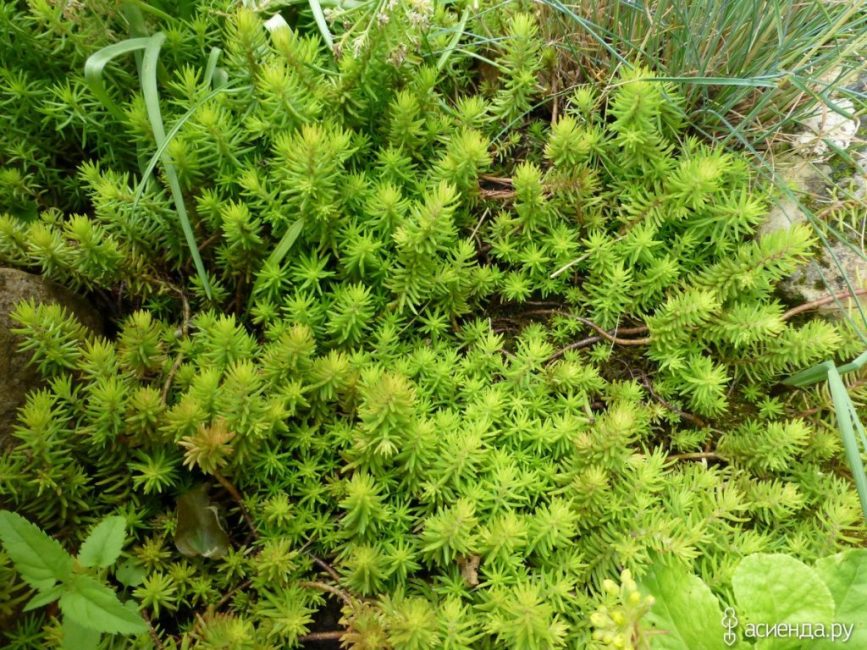 Stonecrop Bent