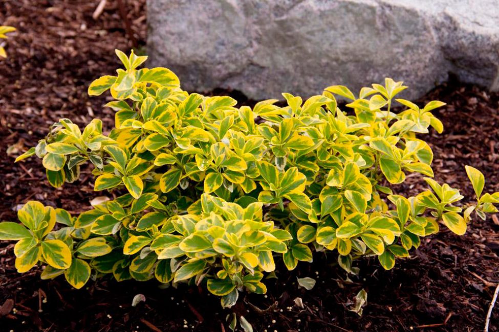 Euonymus