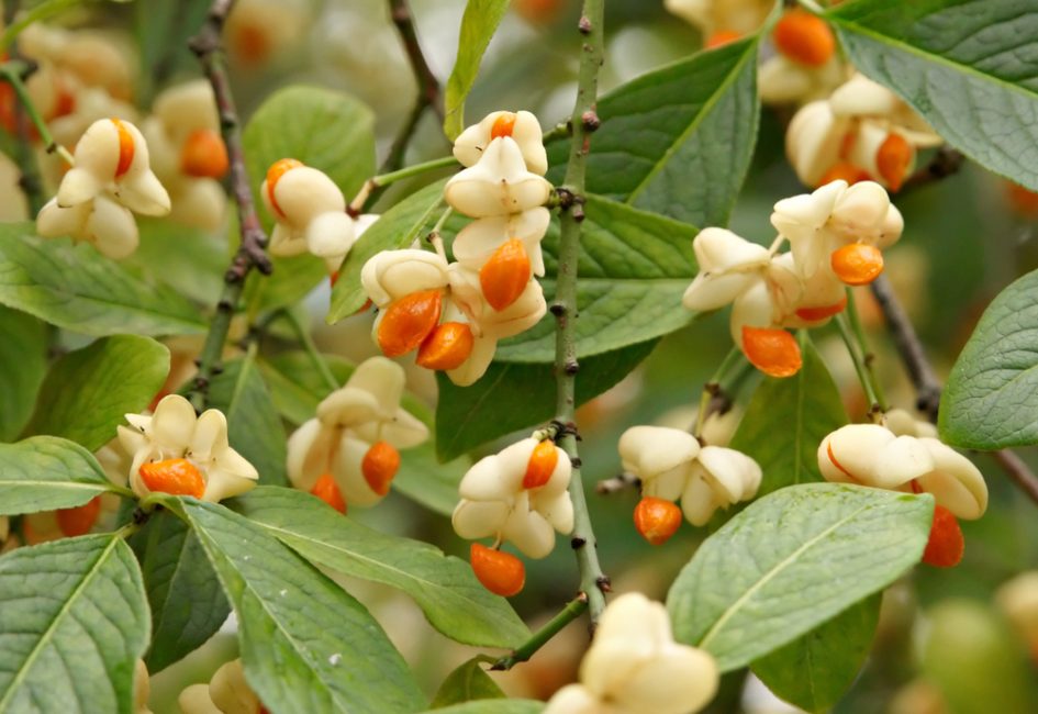 Euonymus الأوروبية Albus