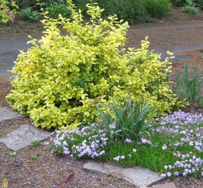 يشير Euonymus إلى نباتات متواضعة.