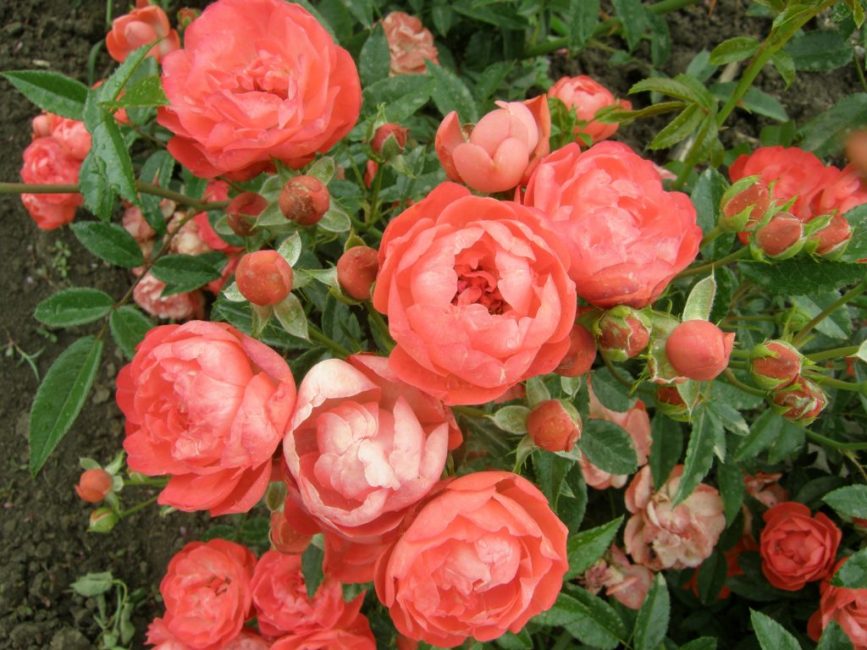 Variety Morsdag, Rose Polyanthus