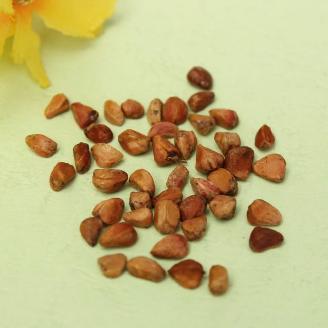 Chinese Rose Seeds