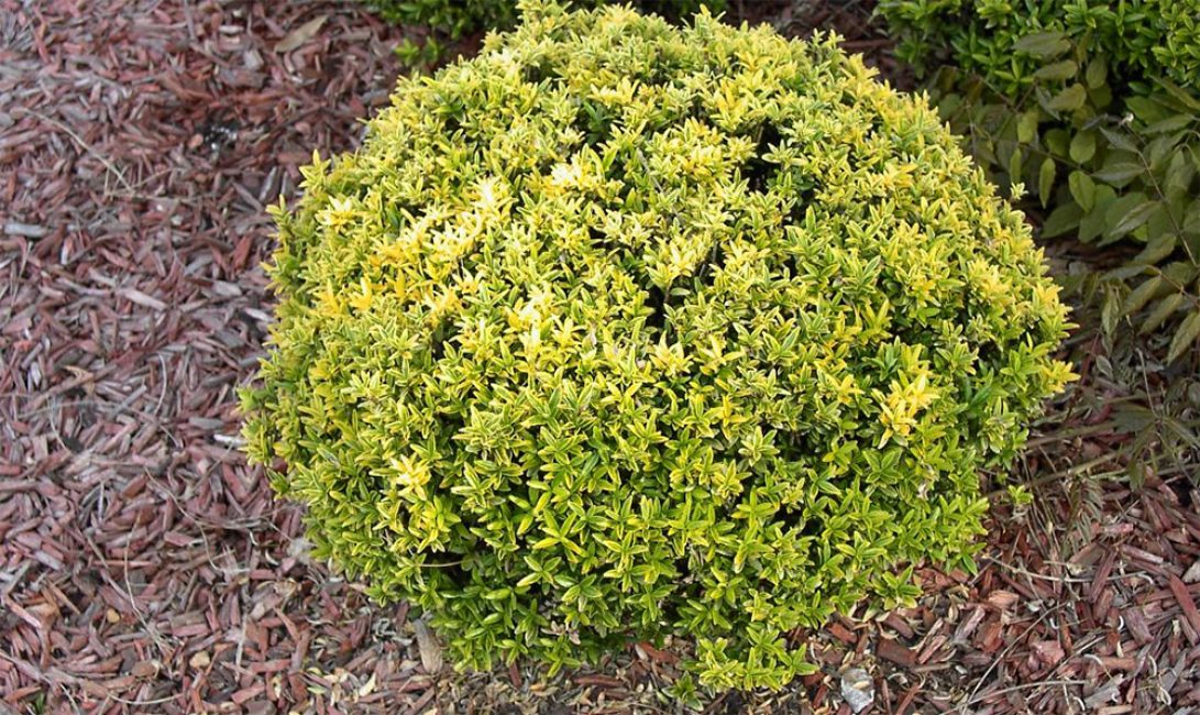 Pseudolaurus (Euonymus japonica).