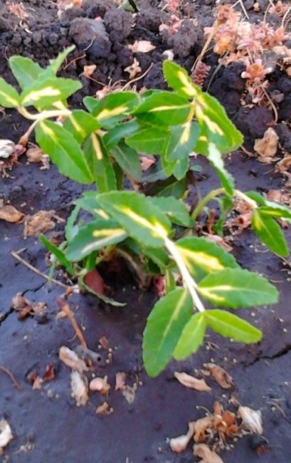 Euonymus Aukubolifolia