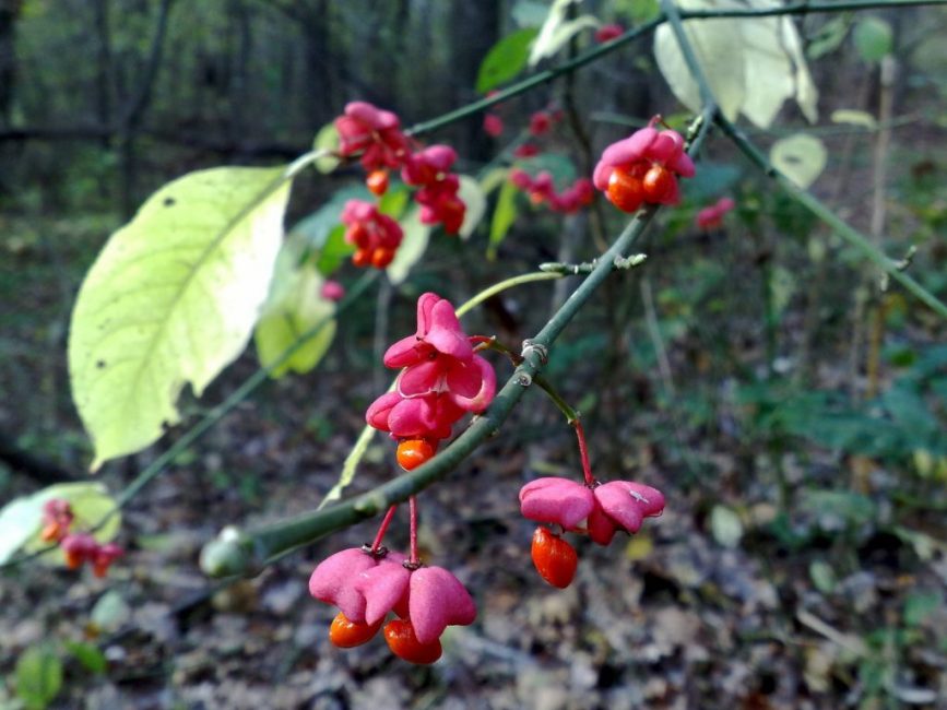 Euonymus warty