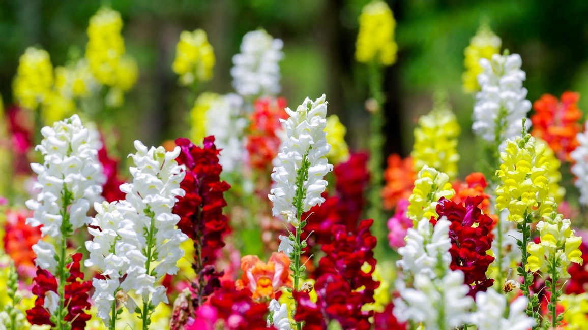 قوس قزح من Snapdragons