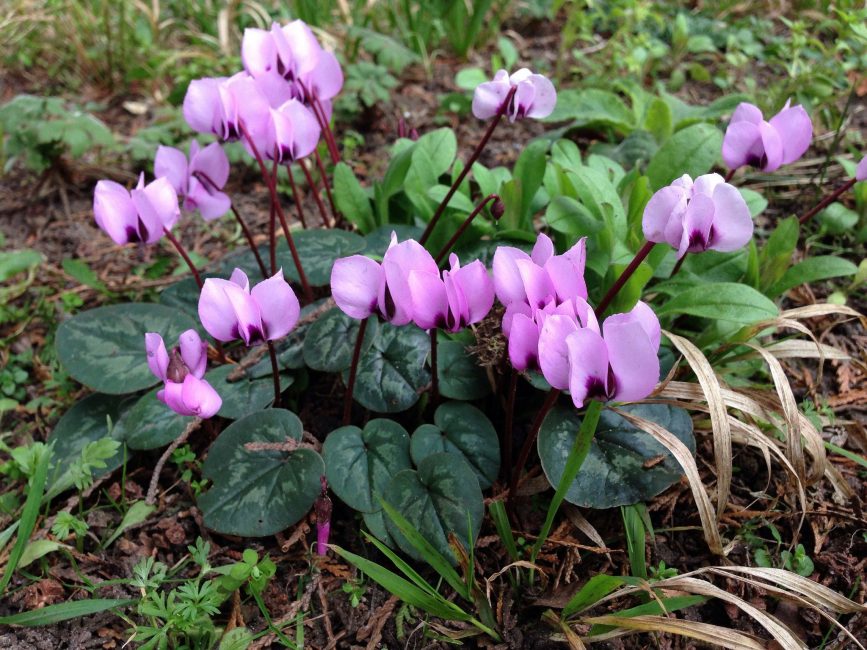 Cyclamen - bulbo violeta: descrição, crescendo a partir de sementes em casa, cuidados com plantas, reprodução e transplante (mais de 75 fotos e vídeos) + comentários