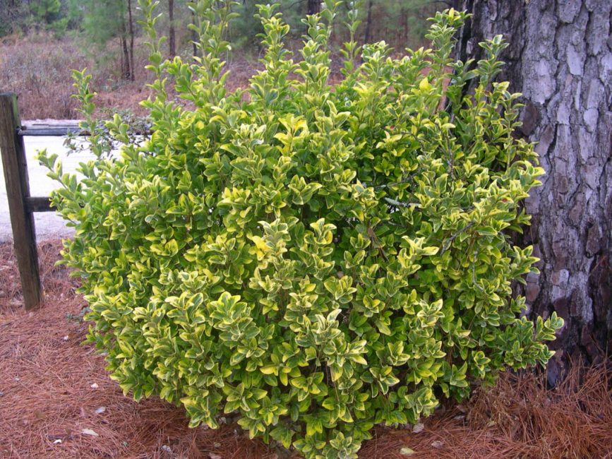 Euonymus Aureo marginatus