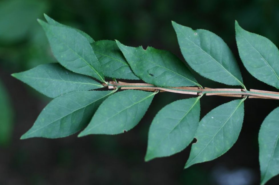 أوراق الشجر Euonymus alatus