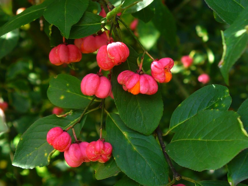 euonymus العرض الجانبي