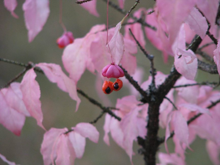 Euonymus verrucosus Warty أو قليل الأزهار