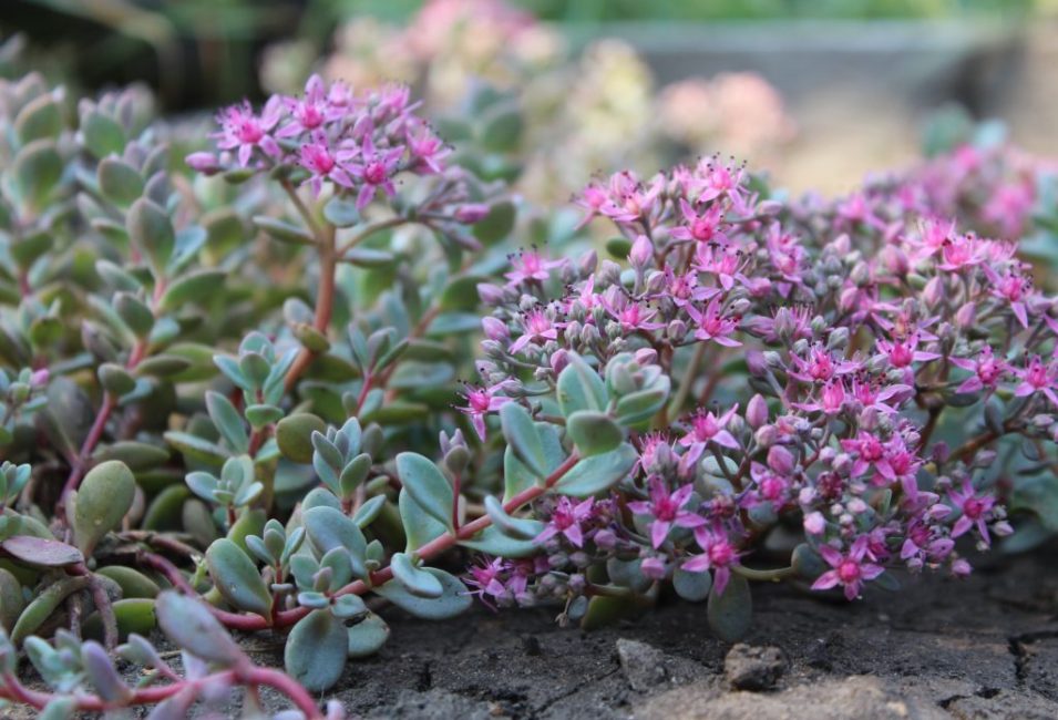 Siebold's stonecrop