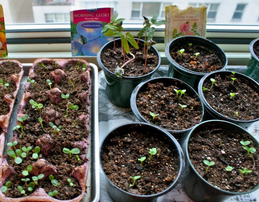 Young seedlings of roses