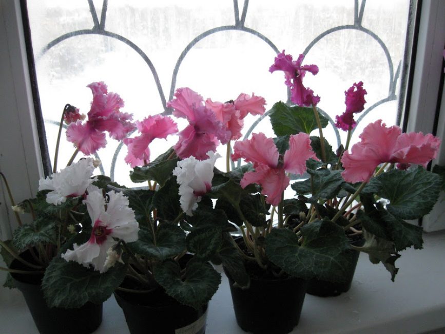 Cyclamen Persa Rococó Rosa