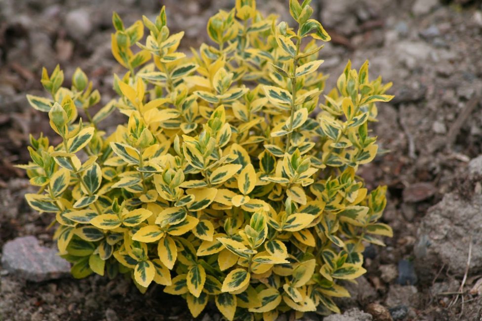 Euonymus Emerald Gold من Fortune