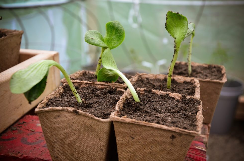 Seedlings in peat pots