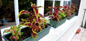 Coleus: description, types and varieties, growing from seeds, planting and care at home and in the open field (80+ Photos & Videos) + Reviews