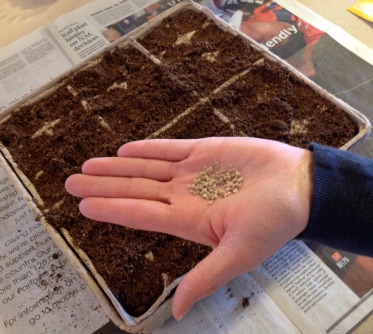 After the stratification procedure, germinated seeds must be planted in the ground.