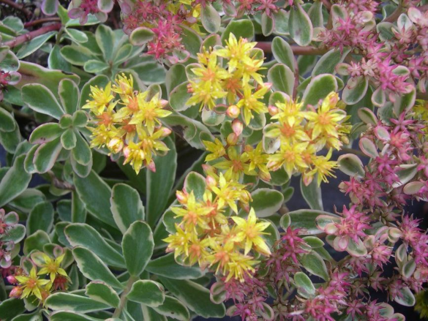 Interesting compositions can be created from decorative variegated varieties of stonecrop