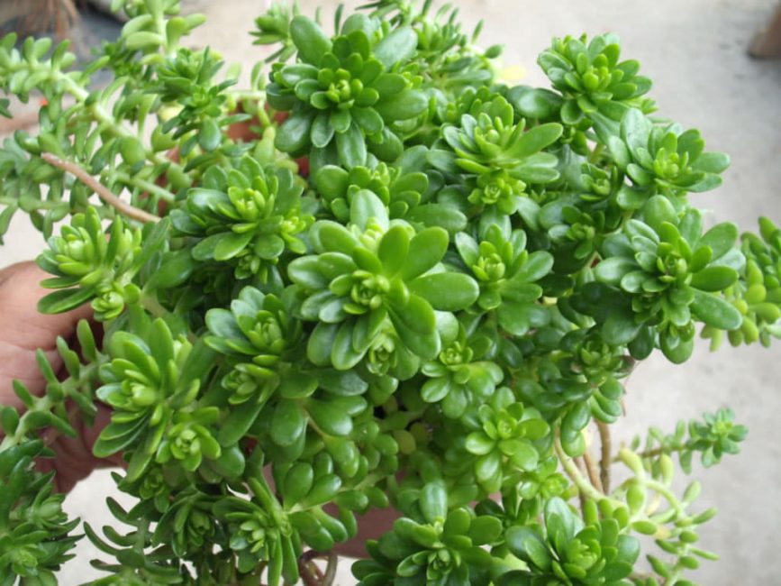 The fleshy leaves of sedum contain many useful substances. The vegetative part of the plant is used as a medicinal raw material.