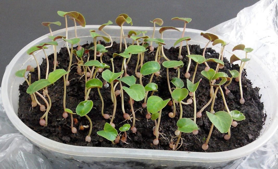 Mudas de ciclâmen antes de plantar em vasos individuais