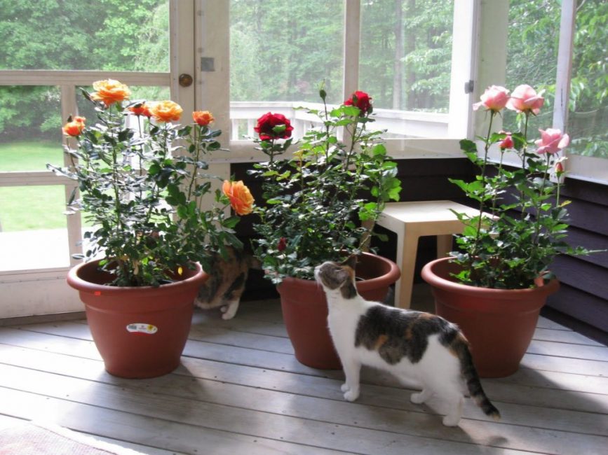 Large roses grown in a pot