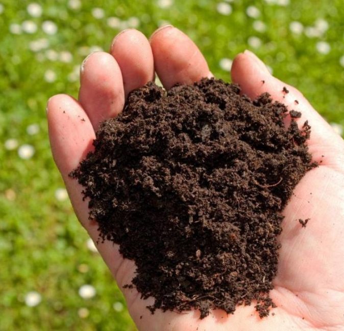 Cependant, dans un sol fertile, les sedums se montrent dans toute leur splendeur.