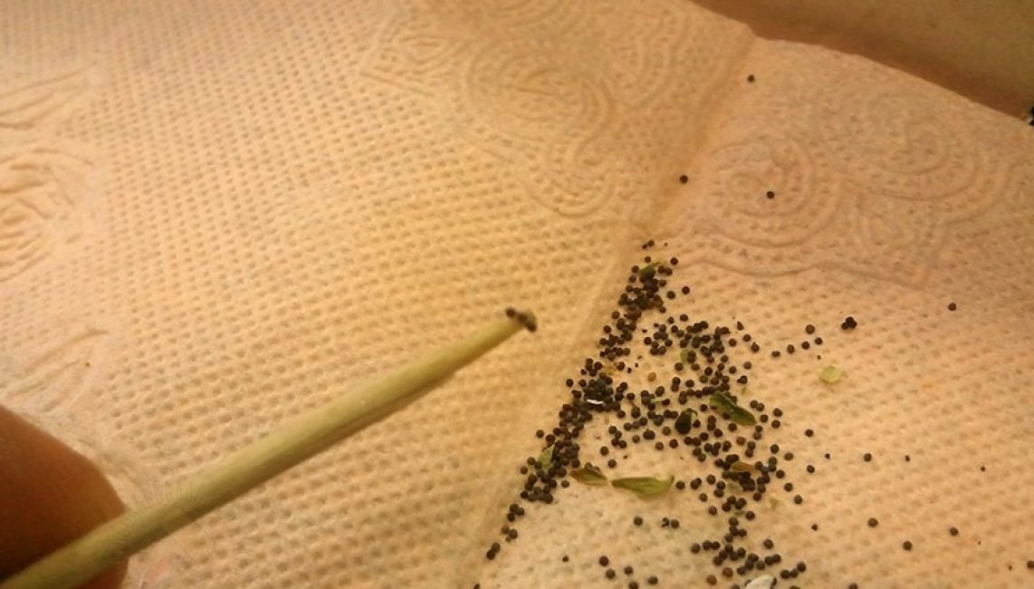 Sowing seeds with a toothpick.