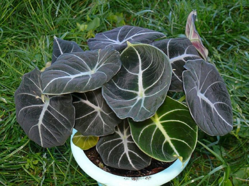 Alocasia جذمور كبير