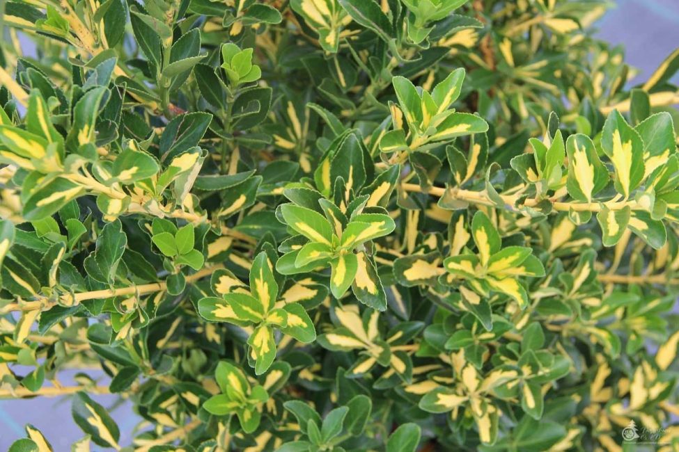 Euonymus اليابانية Mediopyctus