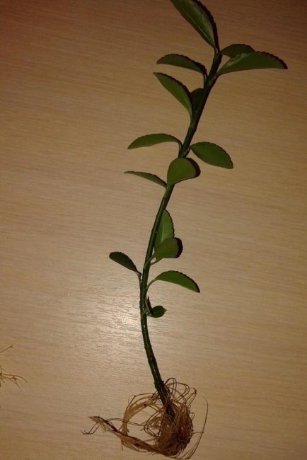  ساق Euonymus مع الجذور.