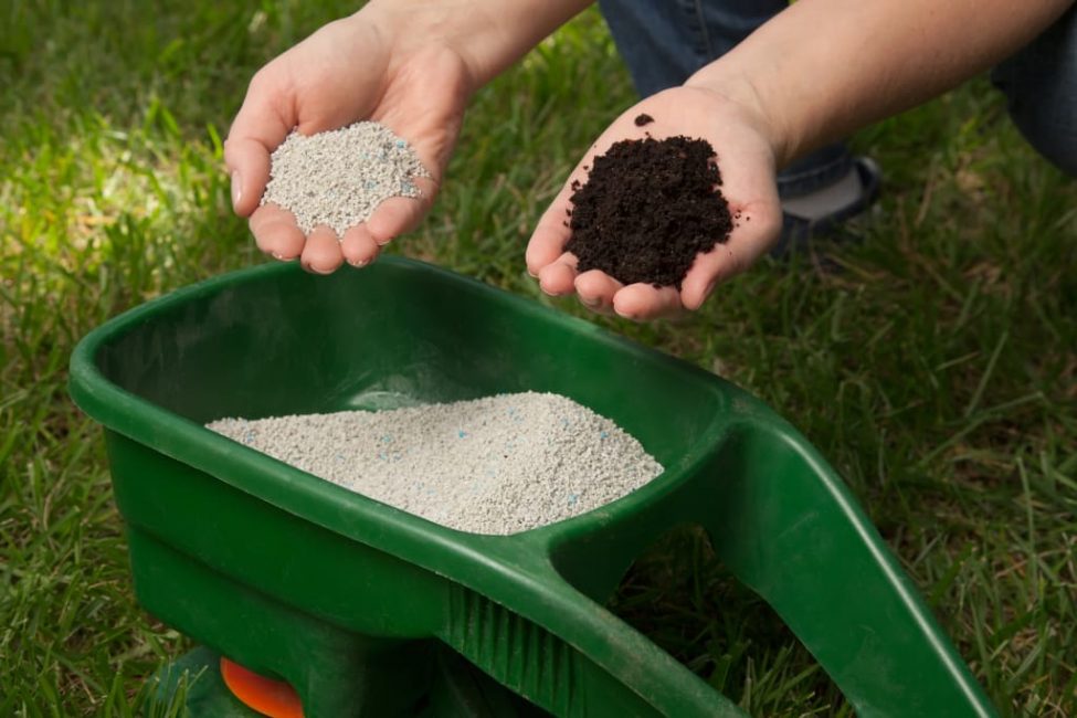 Decorative stonecrops need 2-fold top dressing for the entire growing season.