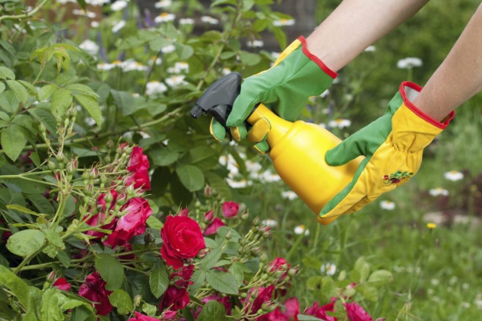 The process of fertilizing roses