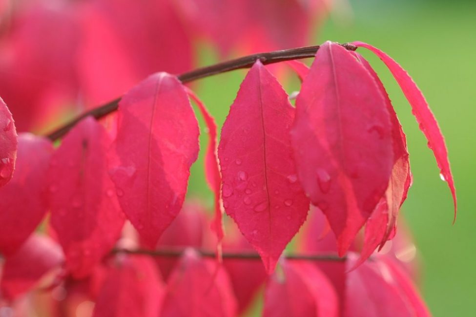 Euonymus قزم مجنح