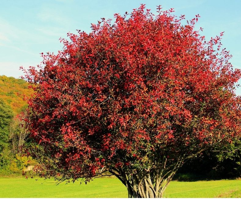 Euonymus الأوروبي شيروود