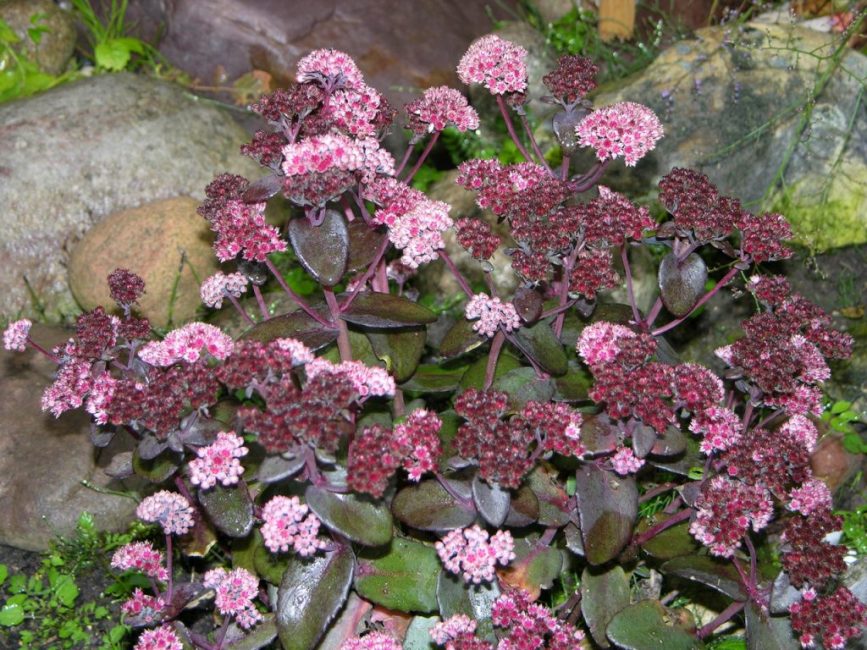 Orpin (Sedum) Linda Windsor