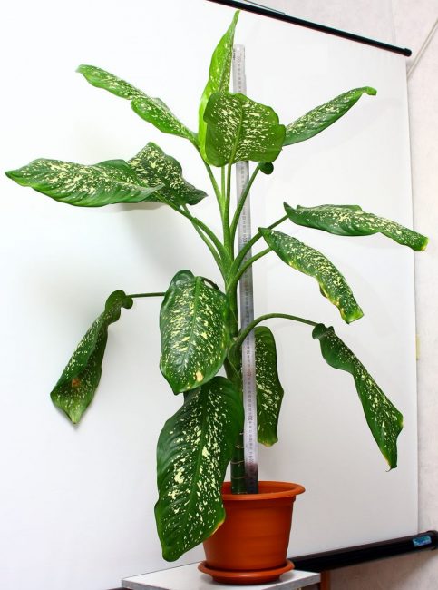 رصدت dieffenbachia