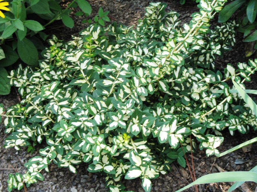 Euonymus fortunei Moonshadow