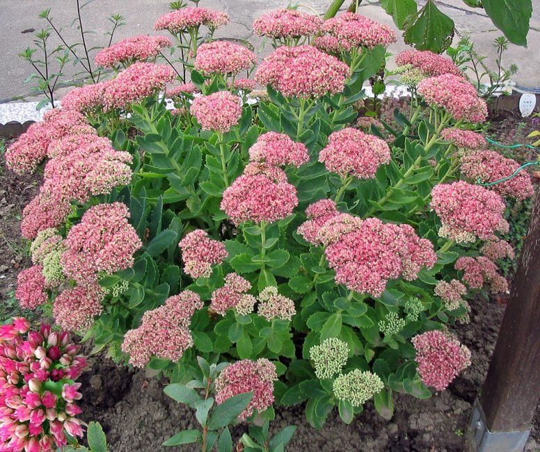 Pruning stonecrop helps maintain the decorative shape of the bush, rejuvenates the planting.