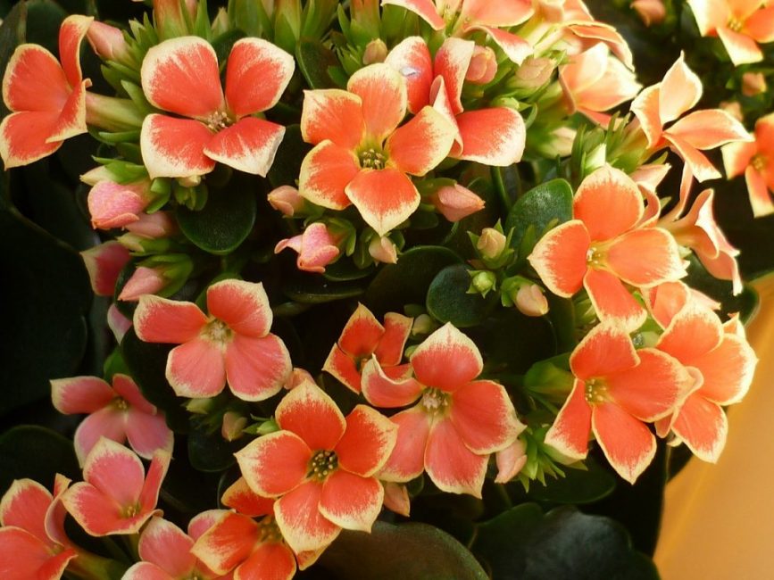 The beauty of stonecrop and the fleshiness of the leaves, as well as their saturation, depends on whether the plants receive enough nutrients.