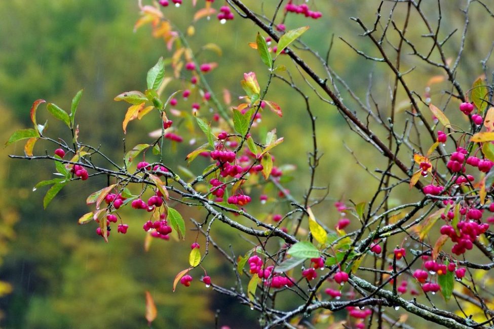 euonymus fusaggine