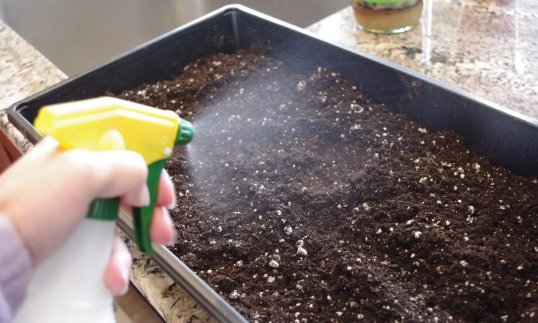 Watering with a spray bottle