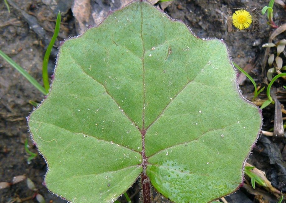 Foglia di pianta pronta per essere raccolta