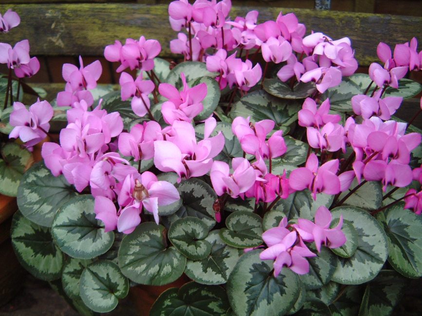 Cyclamen com muitas flores